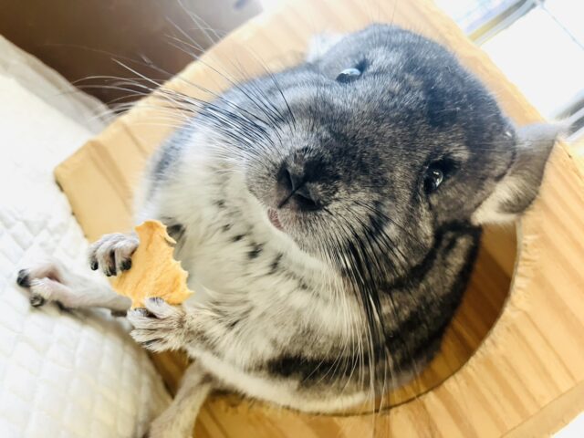 まんま~るい❤︎⁎˃ ˂ 全部がギュっとつまってます💫🧞♂️かわいいチンチラくん男のコ💜♂ チンチラ