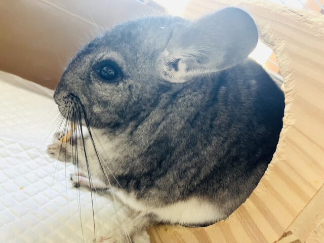 まんま~るい❤︎⁎˃ ˂ 全部がギュっとつまってます💫🧞♂️かわいいチンチラくん男のコ💜♂ チンチラ