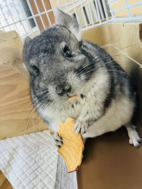 まんま~るい❤︎⁎˃ ˂ 全部がギュっとつまってます💫🧞♂️かわいいチンチラくん男のコ💜♂ チンチラ