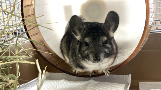 まんま~るい❤︎⁎˃ ˂ 全部がギュっとつまってます💫🧞♂️かわいいチンチラくん男のコ💜♂ チンチラ