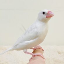 早く飛びたいなぁ〜✨白文鳥（ヒナ）