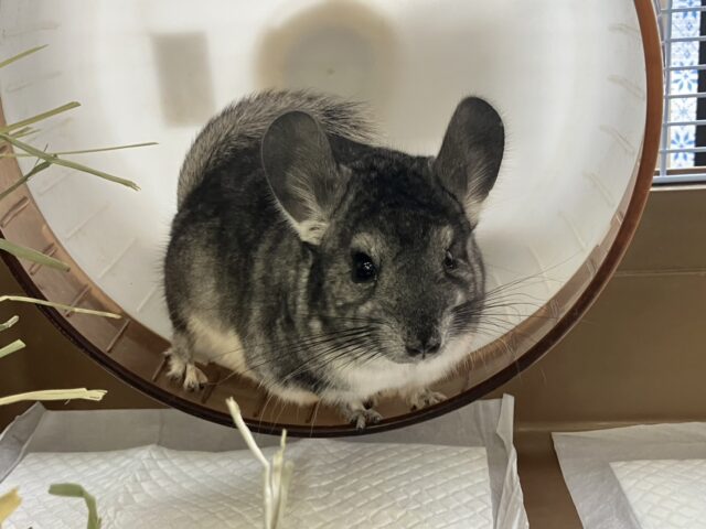 まんま~るい❤︎⁎˃ ˂ 全部がギュっとつまってます💫🧞♂️かわいいチンチラくん男のコ💜♂ チンチラ