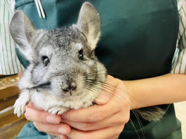 まんま~るい❤︎⁎˃ ˂ 全部がギュっとつまってます💫🧞♂️かわいいチンチラくん男のコ💜♂ チンチラ