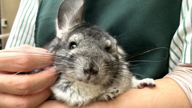 まんま~るい❤︎⁎˃ ˂ 全部がギュっとつまってます💫🧞♂️かわいいチンチラくん男のコ💜♂ チンチラ