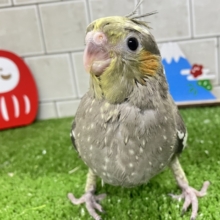 ✨最新画像✨鬼〜のパンツ風のタイツ〜👣⸒⸒🧦　オカメインコ