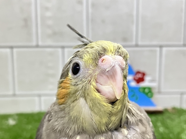 オカメインコ
