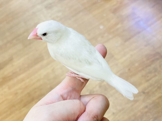白文鳥
