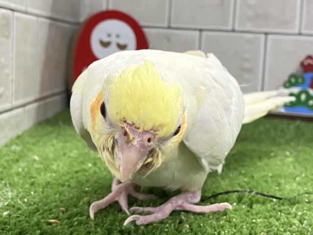 オカメインコ