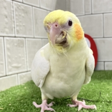 もちもちSUN🌤️ほっぺにペタリ🍹🧡オカメインコ(ルチノー/2025年11月生まれ)