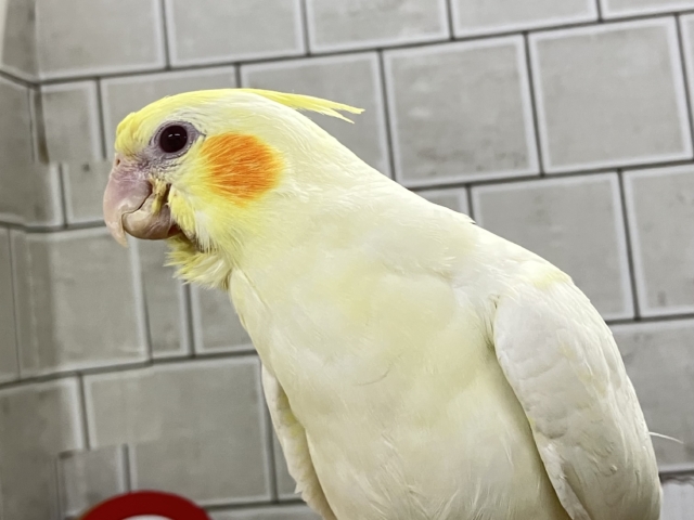 もちもちSUN🌤️ほっぺにペタリ🍹🧡オカメインコ(ルチノー/2025年11月