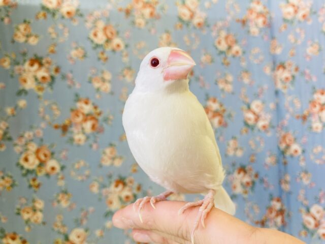 色変わり文鳥