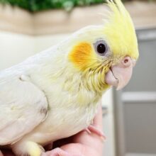 【最新画像】立派な冠羽に可愛いチーク🍊🧡オカメインコちゃん❣️(ルチノー)ヒナ