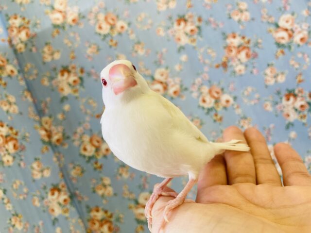 色変わり文鳥