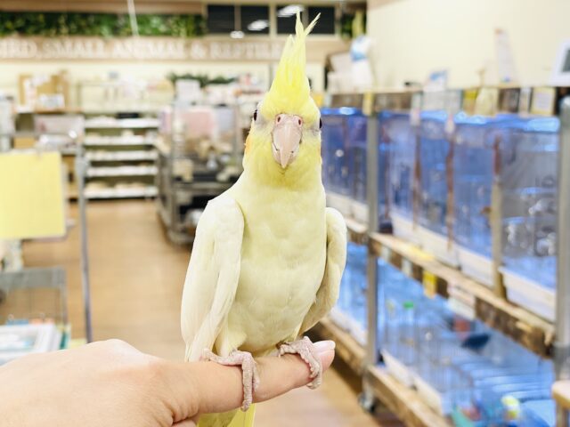 おもちゃは見てるだけで楽しい〜👀✨オカメインコ(ルチノー) オカメインコ