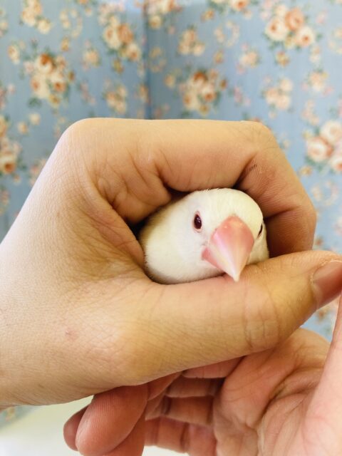 色変わり文鳥