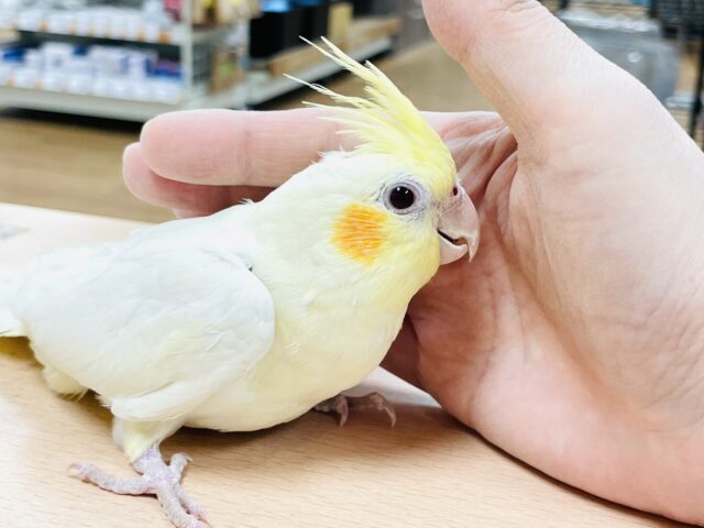おもちゃは見てるだけで楽しい〜👀✨オカメインコ(ルチノー) オカメインコ