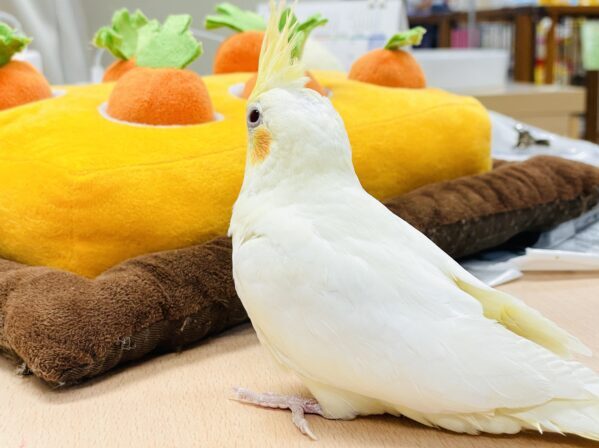 おもちゃは見てるだけで楽しい〜👀✨オカメインコ(ルチノー) オカメインコ