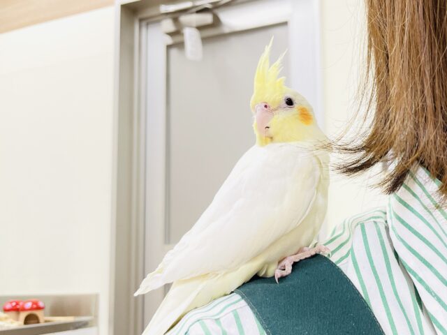 おもちゃは見てるだけで楽しい〜👀✨オカメインコ(ルチノー) オカメインコ