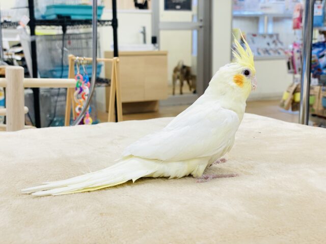 おもちゃは見てるだけで楽しい〜👀✨オカメインコ(ルチノー) オカメインコ