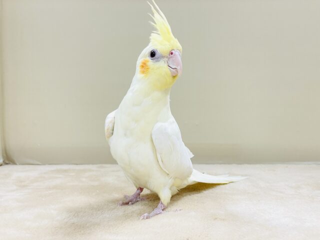 おもちゃは見てるだけで楽しい〜👀✨オカメインコ(ルチノー) オカメインコ