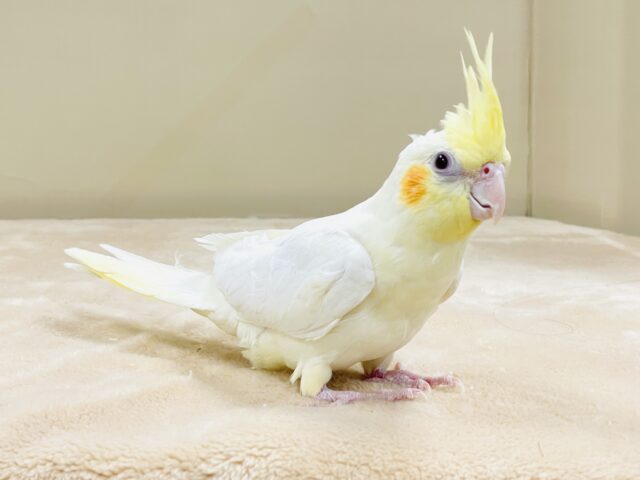おもちゃは見てるだけで楽しい〜👀✨オカメインコ(ルチノー) オカメインコ