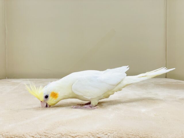 おもちゃは見てるだけで楽しい〜👀✨オカメインコ(ルチノー) オカメインコ