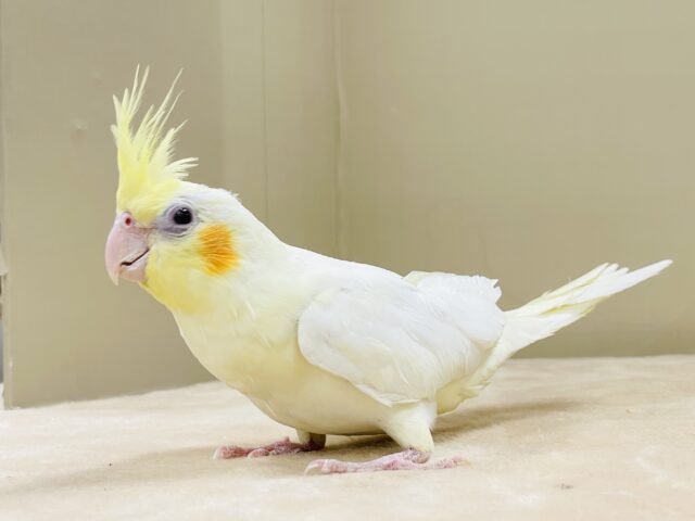おもちゃは見てるだけで楽しい〜👀✨オカメインコ(ルチノー) オカメインコ