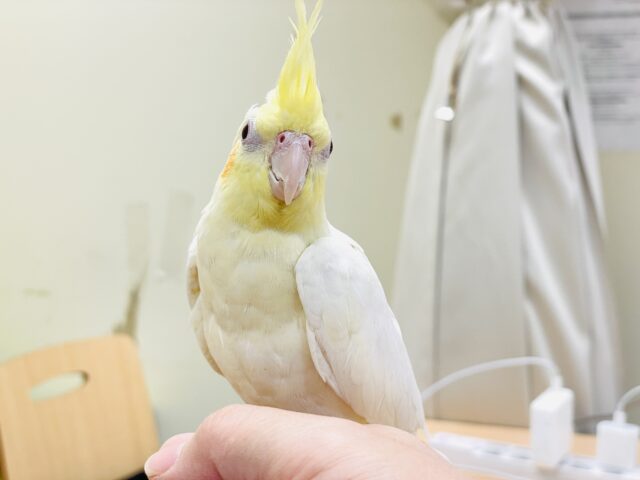 おもちゃは見てるだけで楽しい〜👀✨オカメインコ(ルチノー) オカメインコ
