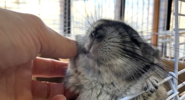 まんま~るい❤︎⁎˃ ˂ 全部がギュっとつまってます💫🧞♂️かわいいチンチラくん男のコ💜♂ チンチラ