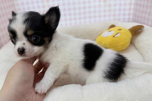 牛さんのような模様のチワワちゃん! チワワ