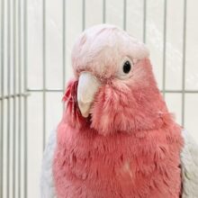 【最新画像】ピンク色のラブリーボーイ登場🍑✨モモイロインコ（男の子）