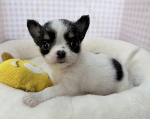 牛さんのような模様のチワワちゃん! 牛さんのような模様のチワワちゃん!