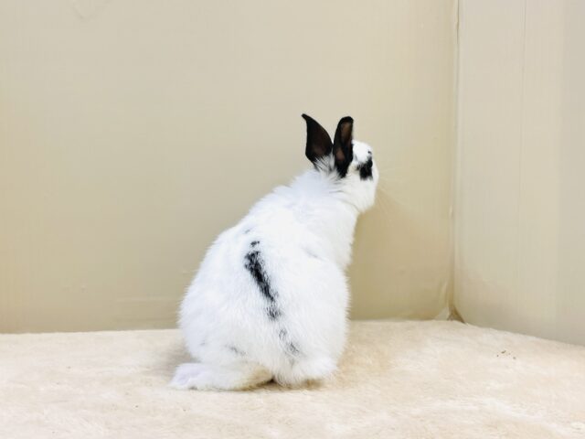 ミニウサギ