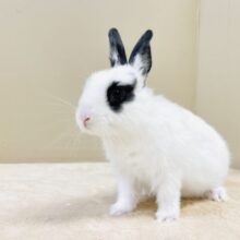 きゅるきゅる可愛いぱんださん🐼⁉️ミニウサギ(女の子)