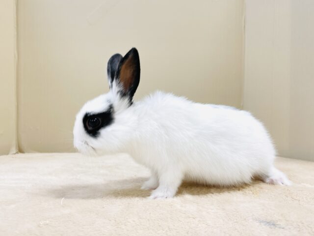ミニウサギ