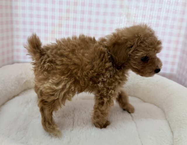 アプリコットのトイプーくん💛 トイプードル