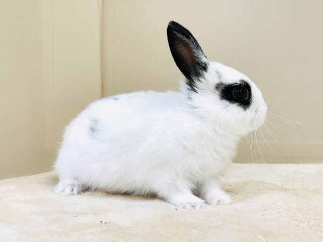ミニウサギ