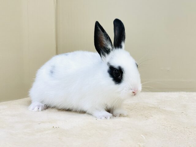 ミニウサギ