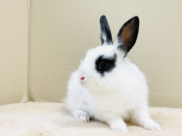 ミニウサギ