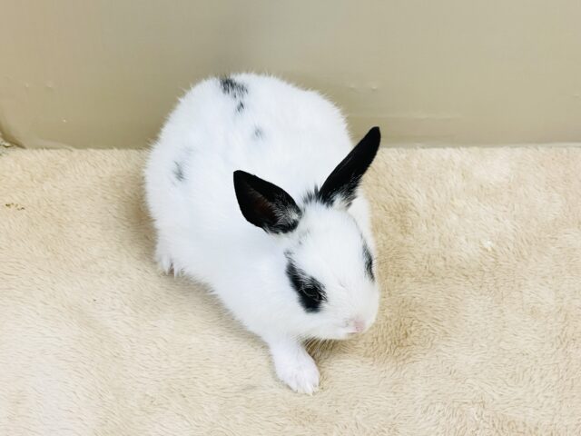 ミニウサギ