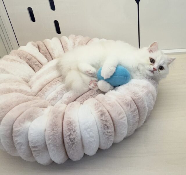 最新📷きゅんきゅんさせちゃう!ラガマフィンくん ラガマフィン