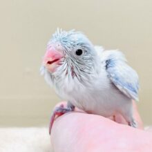 爽やかブルーの怪獣ちゃん🩵✨マメルリハ（アメリカンホワイト）男の子・ヒナ