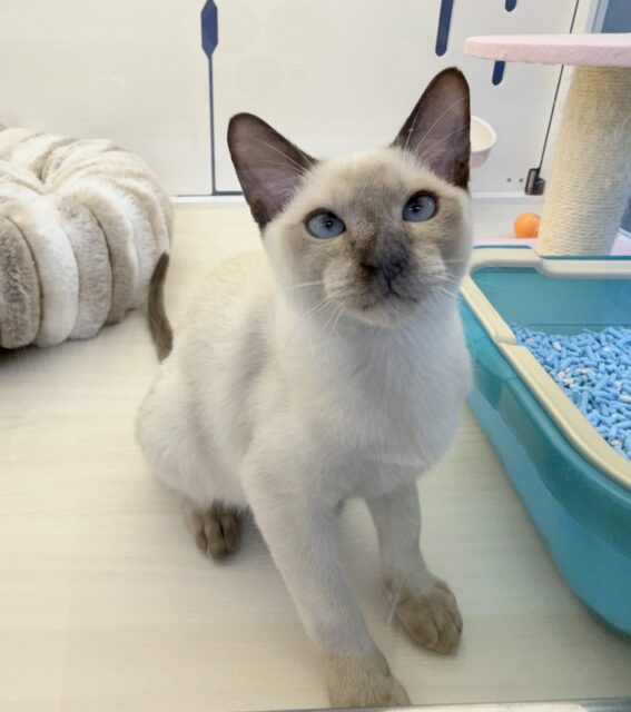 最新📷甘えん坊にゃんこ来ました!トンキニーズくん! トンキニーズ