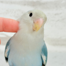 【最新画像更新🪄ひとり餌‪になりました☆】わた毛の妖精🧚‍♀️コザクラインコ(ダークアクアターコイズパイド) ヒナ