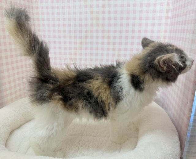 ノルウェージャンフォレストキャット