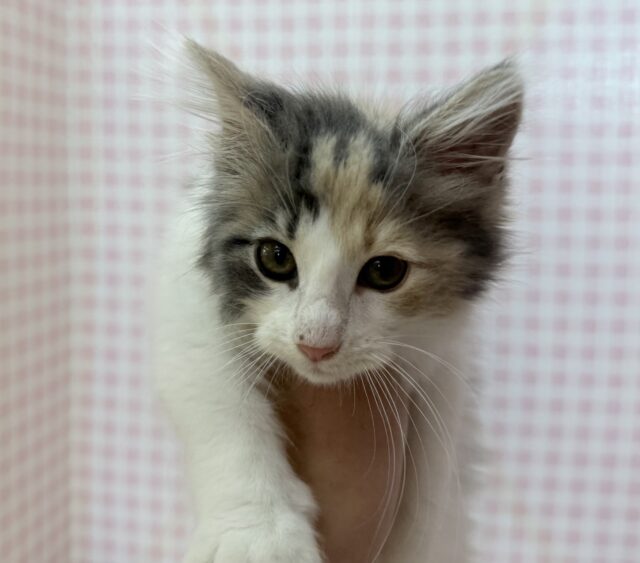 ノルウェージャンフォレストキャット