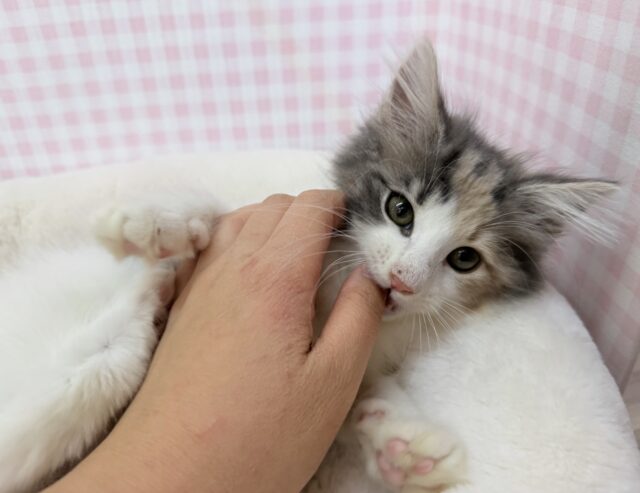 ノルウェージャンフォレストキャット