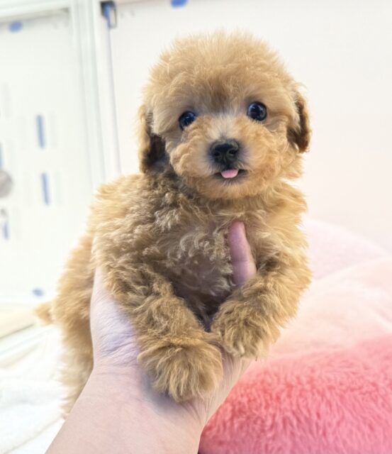 アプリコットのトイプーくん💛