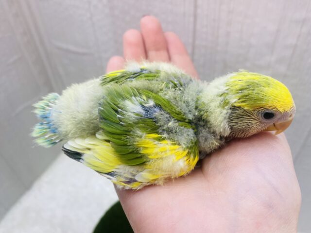 コザクラインコ（小桜インコ）