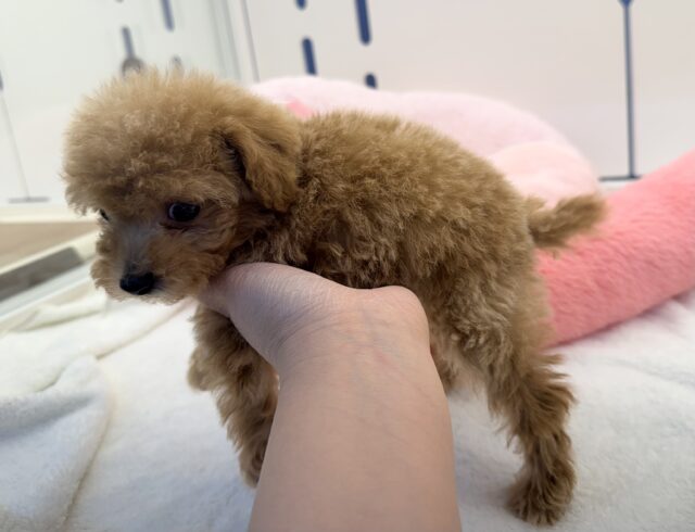 アプリコットのトイプーくん💛 トイプードル